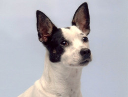 Canine Potential Image