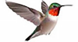 Birds Family Funerals Image
